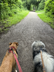 zwei Hunde an der Leine auf Waldweg