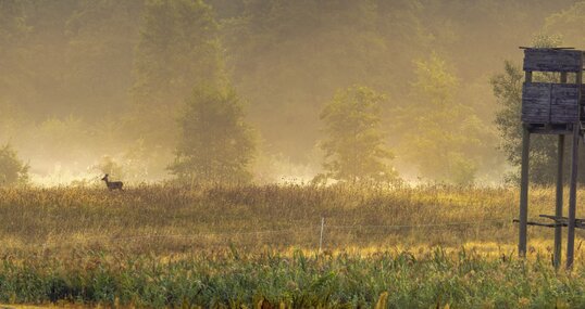 Hochsitz im Tal im Morgennebel mit Reh