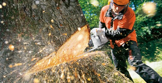 Holzfäller mit Stihl Motorsäge im Einsatz